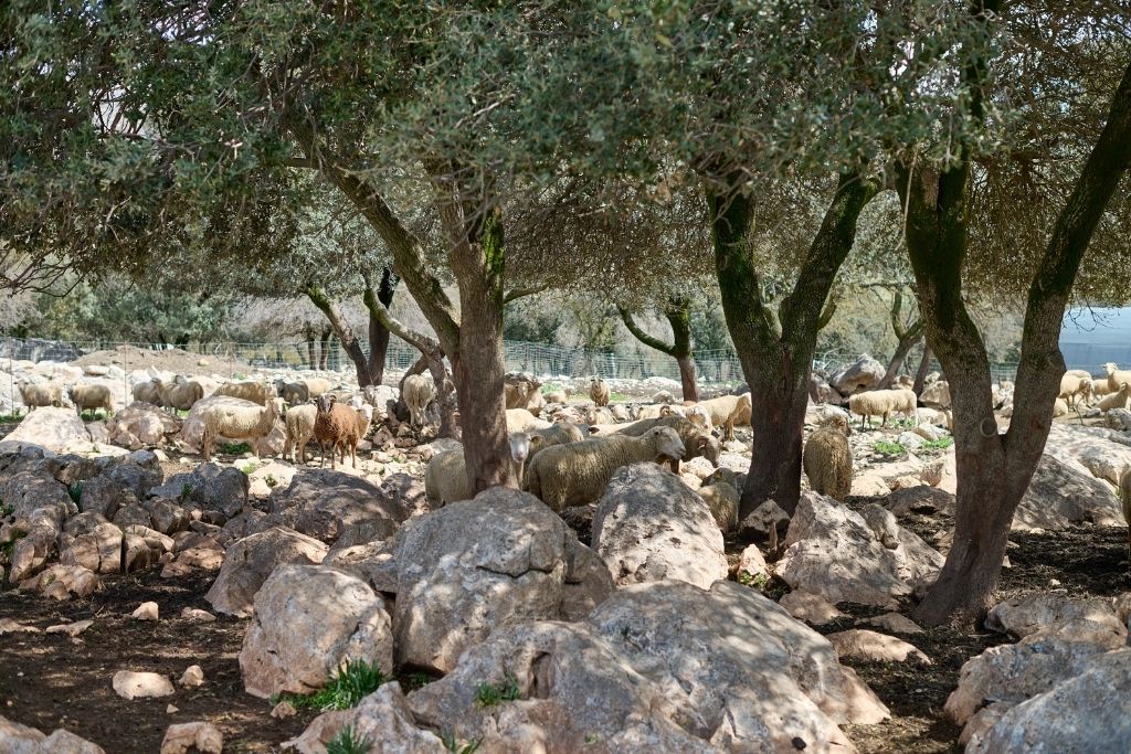 oveja lojeña poniente granada ecosistema gastronómico