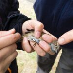 Taller de anillamiento de aves en Huétor Tájar Poniente de Granada