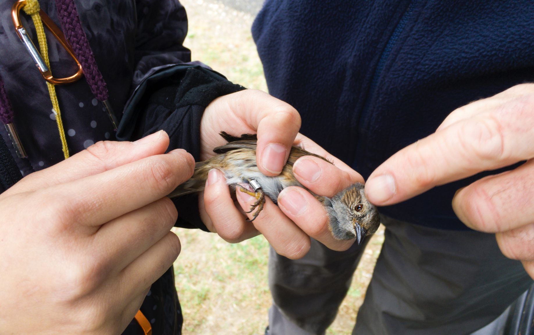 Taller de anillamiento de aves en Huétor Tájar Poniente de Granada